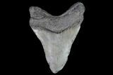 Bargain, Fossil Megalodon Tooth - Georgia #101513-2